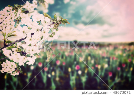 Cherry branch and field of tulips vintage Cherry branch and field of tulips vintage 48673071
