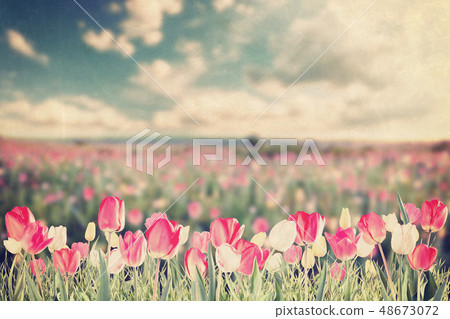 Tulip flowers meadow vintage Tulip flowers meadow vintage 48673072