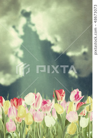 Tulip flowers and sky vintage Tulip flowers and sky vintage 48673073