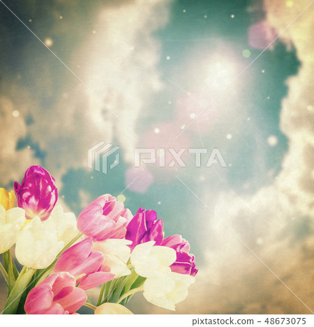 Beautiful tulip flowers vintage 48673075