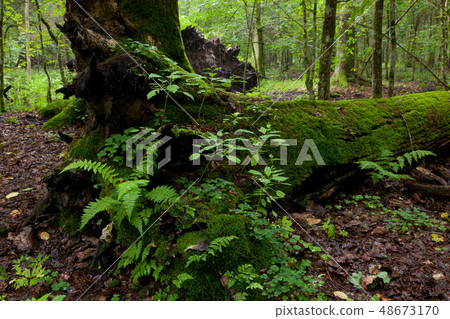 Partly declined dead broken oak Partly declined dead broken oak 48673170