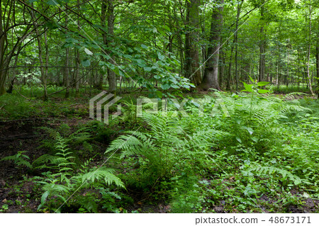 Fern bunchs in summer forest stand Fern bunchs in summer forest stand 48673171