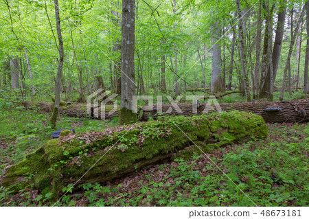 Moss wrapped part of broken oak lying 48673181