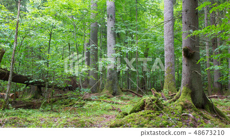 Group of old spruces inside deciduous stand Group of old spruces inside deciduous stand 48673210