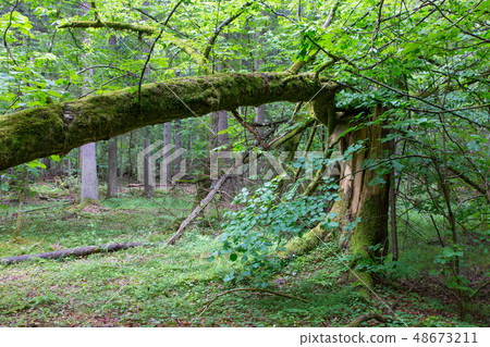 Old broken spruce tree moss wrapped and stump Old broken spruce tree moss wrapped and stump 48673211