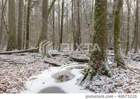 Old natural stand of Bialowieza Forest by stream Old natural stand of Bialowieza Forest by stream 48673220