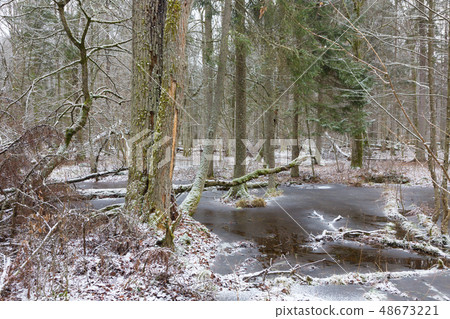 Old natural stand of Bialowieza Forest by water 48673221