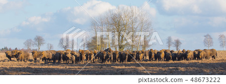 European Bison herd in winter sunny day European Bison herd in winter sunny day 48673222