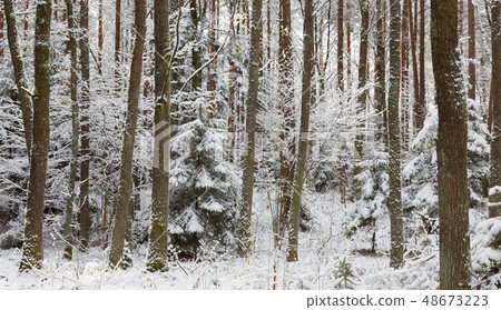 Winter landscape of natural forest with dead 48673223