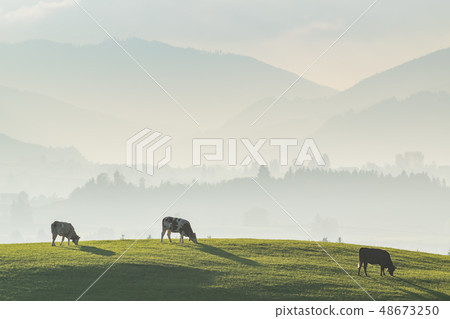 Beautiful Landscape with Cows 48673250