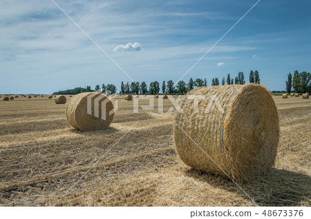 Field with haystacks 48673376