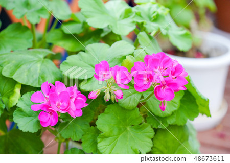 Dark pink geranium 48673611