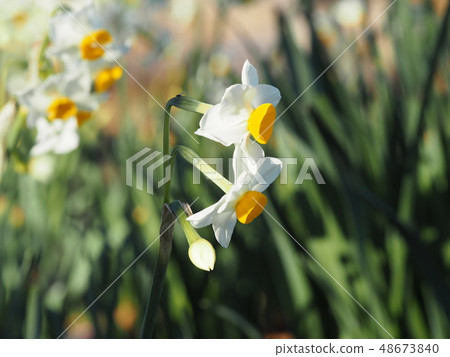 我從側面拿了一朵水仙花 48673840