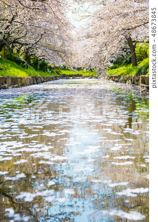 Cherry blossom trees of the Arakawa River 48673845