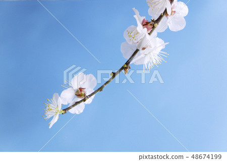 Image of cherry blossoms and scenery of spring 48674199