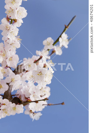 Image of cherry blossoms and scenery of spring 48674201