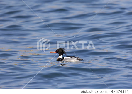 Rumen Rumen 48674315