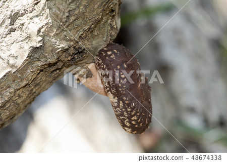 Shiitake mushroom Shiitake mushroom 48674338