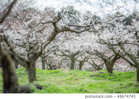 綾部市Bairin公園 綾部市Bairin公園 48674745