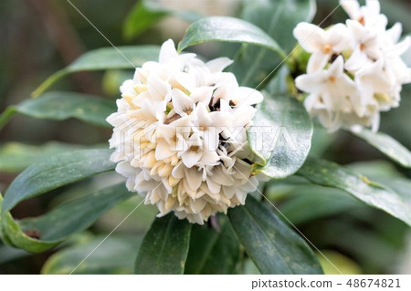 White dawn flower 48674821