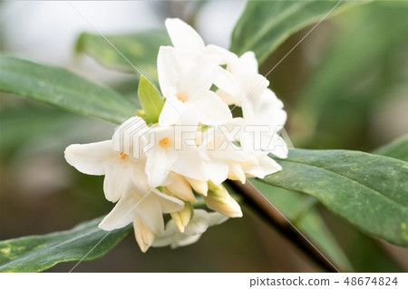 白色黎明花 白色黎明花 48674824