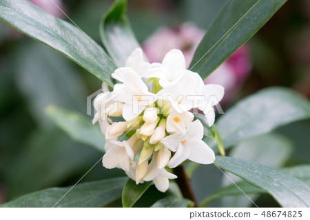 白色黎明花 48674825