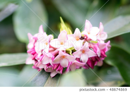 Squirts Flower
