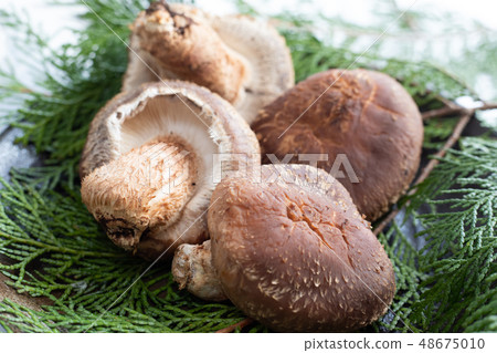 Shiitake mushroom (for gifts) Shiitake mushroom (for gifts) 48675010