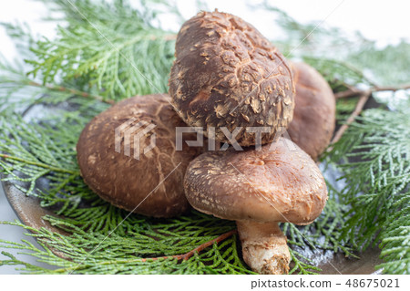 香菇（送禮） 48675021