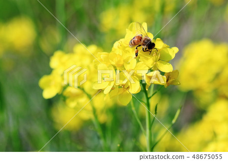 Bee and rape flower with pollen dumplings 48675055