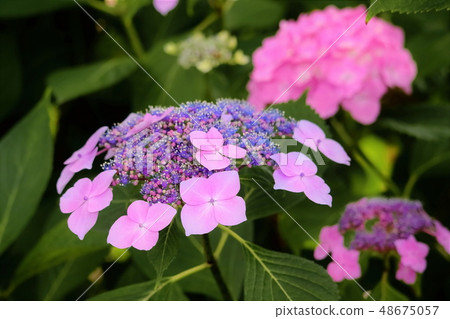 Pink hydrangea 48675057