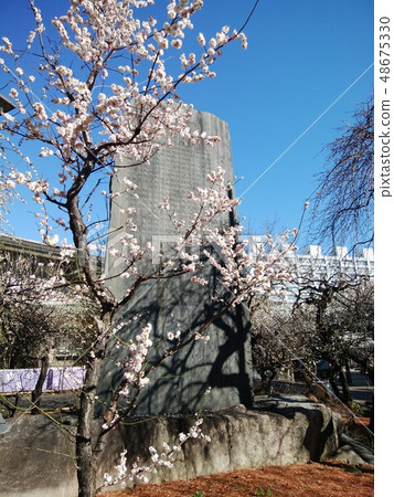 Yushima Tenjin Yushima Tenjin 48675330