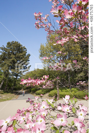 People walking with the dogwood · The temperature rises and the scenery of the atmosphere of early summer 48675765
