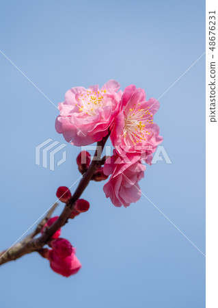 粉紅色的梅花 粉紅色的梅花 48676231