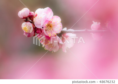 Pink plum 48676232