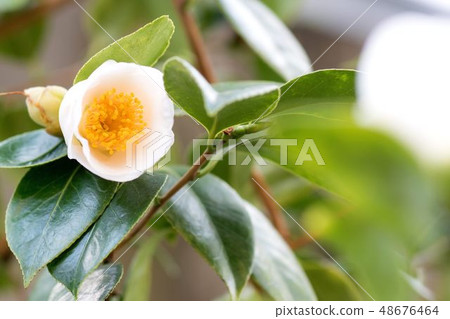 山茶花 48676464