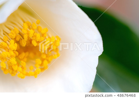 山茶花 山茶花 48676468