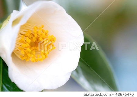 山茶花 山茶花 48676470