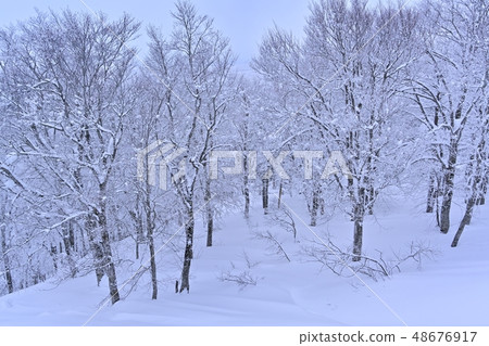 Yamagata Zao ski area snowy landscape forest Yamagata Zao ski area snowy landscape forest 48676917