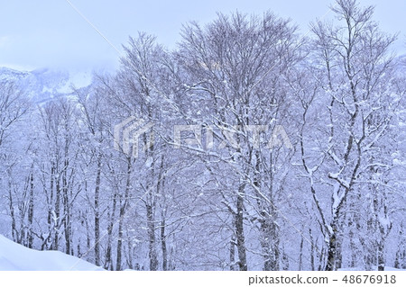 山形藏王滑雪場雪域景觀森林 山形藏王滑雪場雪域景觀森林 48676918