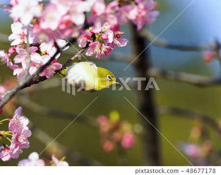 Mejiro and Kawazu cherry tree 48677178