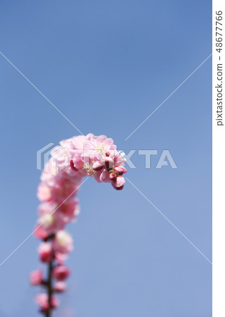 Weeping plum blossoms Weeping plum blossoms 48677766
