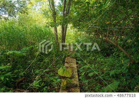 Walk way Walk way 48677818