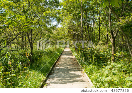 Walk way 48677826