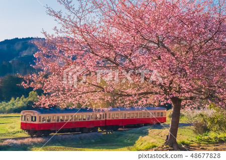 Kominato Railway and Kawazu Sakura Kominato Railway and Kawazu Sakura 48677828