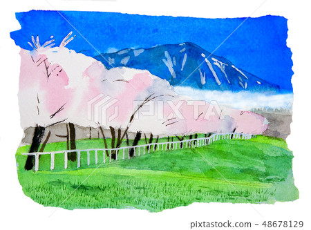Cherry blossoms of Koiwai and Mt. Iwate 48678129