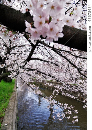 A scenery of cherry blossoms around Tamushigawa River in Yao City, Osaka Prefecture. A scenery of cherry blossoms around Tamushigawa River in Yao City, Osaka Prefecture. 48678484
