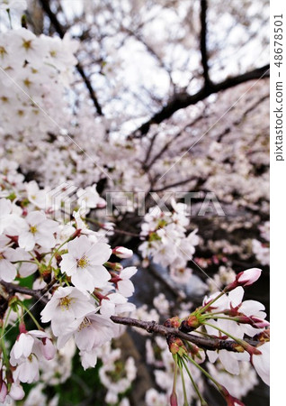 A scenery of cherry blossoms around Tamushigawa River in Yao City, Osaka Prefecture. 48678501