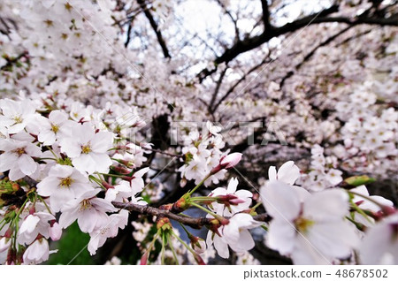 A scenery of cherry blossoms around Tamushigawa River in Yao City, Osaka Prefecture. A scenery of cherry blossoms around Tamushigawa River in Yao City, Osaka Prefecture. 48678502