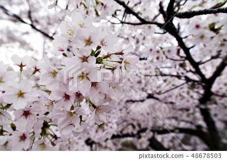 A scenery of cherry blossoms around Tamushigawa River in Yao City, Osaka Prefecture. 48678503